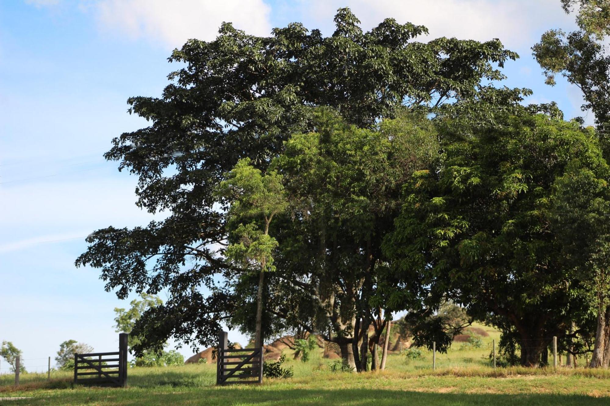 Limoeiro Da Concordia Hotel Fazenda De Charme Cabreuva Bagian luar foto